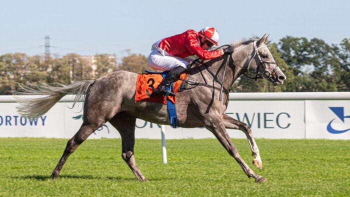 Dosiadany przez Konrada Mazura Lindahls Anakin pokonał  podczas finiszu niewidocznego na zdjęciu Largo Wincha. Fot. Tor Służewiec