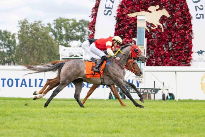 Ammas w głównej gonitwie dla trzylatków pokonał po walce Addaga. Fot. Traf Online