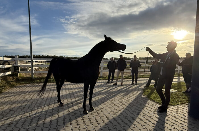 Behold a purebred Arabian...