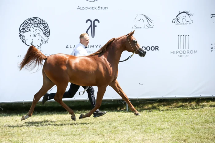 Kasztanowata Escobaria (Calatorio – Ecliss / Don Luciano), hod. i wł. MarkArabians, na Hipodromie Sopot podczas Sopot Arabian Horse Show – Fot. Ricard Cunill
