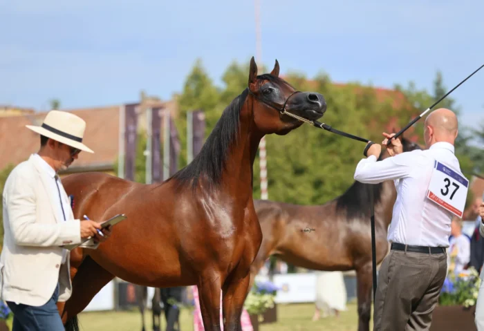 Gniada Cararra (D Zeidan – Calatina / Emerald J), hod. MarkArabians i wł. Nana Arabians, na pokazie All-Polish Arabian Horse Championship w Klikowskiej Ostoi w Tarnowie – Fot. Sylwia Iłenda