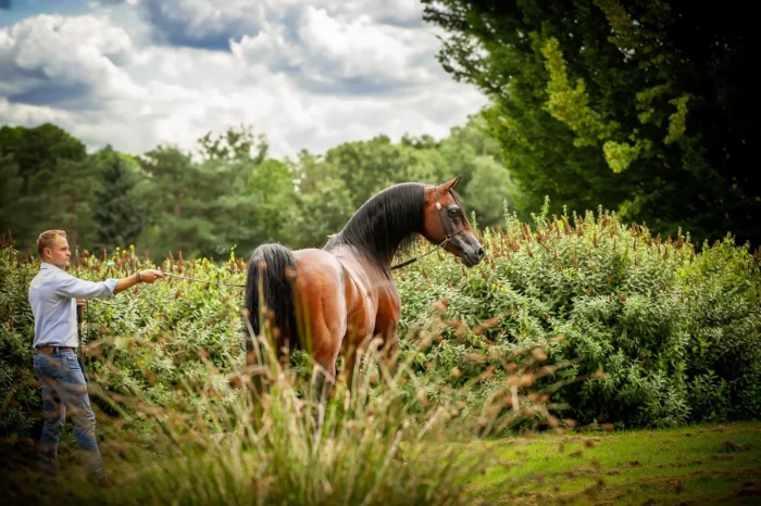 Gniady Calateon (Vitorio TO – Calatea / Ekstern), hod. MarkArabians i wł. C&S Arabians, to najwybitniejszy syn Calatei, zdobywca medali m.in. w Polsce, Niemczech i Holandii – Fot. Lore Beckers