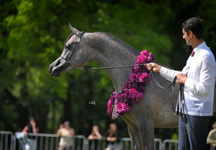 Srebrny Czempion Ogierków Młodszych: Aaron – Fot. Ewa Imielska-Hebda