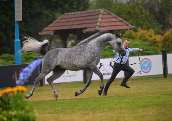 Srebrny Medal Ogierów Starszych: Agadez (Magic Magnifique – Adelita / Kahil Al Shaqab), hod. Stadnina Koni Janów Podlaski i wł. Karol Makowski – Fot. Ewa Imielska-Hebda