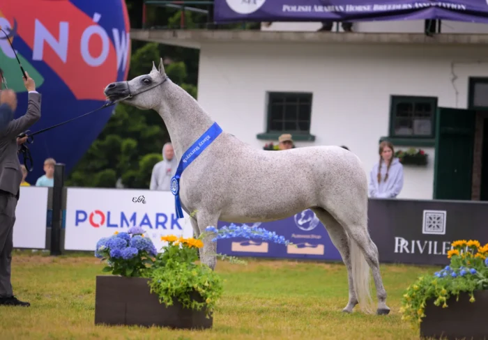 Silver Medal Senior Mare: Axara (Kahil Al Shaqab – Anilla / Pesal), bred and owned by Janów Podlaski Stud – Photo by Ewa Imielska-Hebda