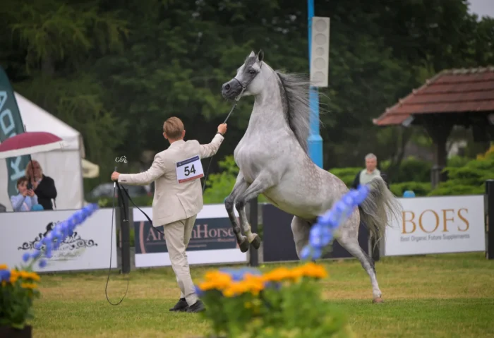 Brązowy Medal Ogierów Starszych: Elon KL (QR Marc – Erigone / Ekstern), hod. i wł. Klikowa Arabians Stud – Fot. Ewa Imielska-Hebda