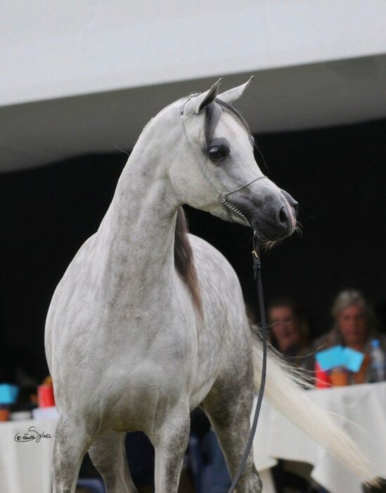 El Piatzolla, czyli niekwestionowana Królowa Podlesie Arabians… – Fot. Sylwia Iłenda