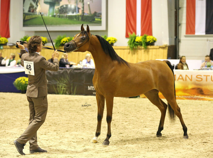 El Siena zachwycała w 2013 r. jako dwulatka na Pucharze Narodów, a do czempionatów zakwalifikowała się wtedy razem z białecką Perfinką, janowską Patrią i chrcyńskim Psyche Keretem – Fot. Sylwia Iłenda