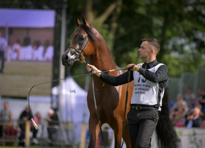 Brązowy Czempion Ogierów Rocznych: Palatyn PA, opuścił Janów Podlaski z medalem zawieszony na szyi drugi rok z rzędu, a obydwa zdobył pod opieką Pawła Syliwoniuka – Fot. Ewa Imielska-Hebda