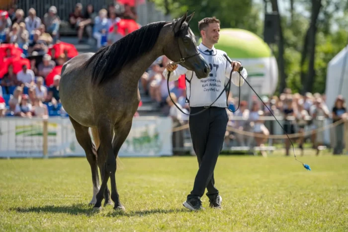 Brązowa Czempionka Klaczy Młodszych: Zazzera, to posiadaczka trzech medali, a każdy jest innego koloru, jako że rok temu na International B Show w ramach All-Polish Arabian Horse Championship w Tarnowie zdobyła srebro roczniaczek, a w tym roku na tarnowskim pokazie European sięgnęła po złoto młódek – Fot. Marta Baranowska