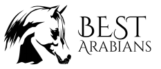 Best Arabians - logo